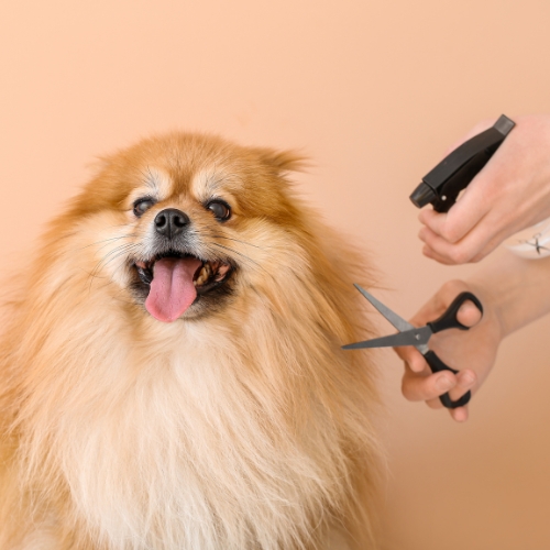 Pet Care Products